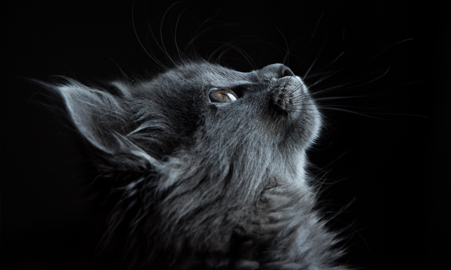 Photo of Cat 1