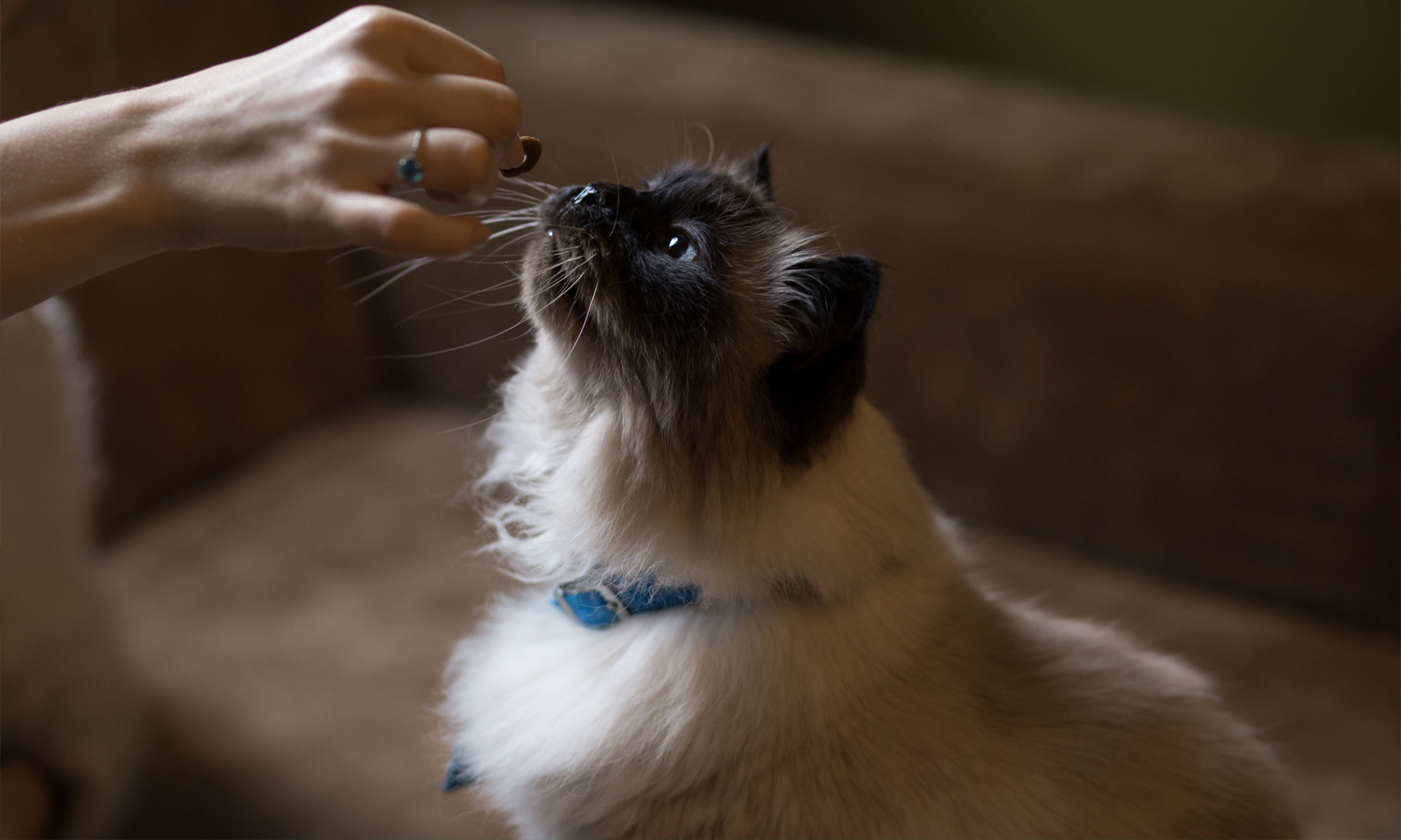 Photo of Cat 2