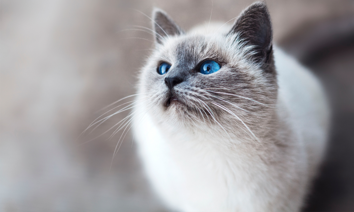 Photo of Cat 3